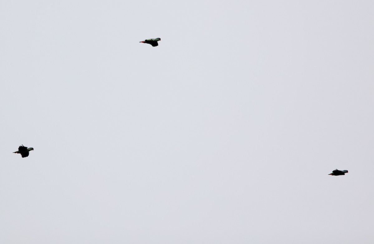 ヨゴレインコ - ML646304473