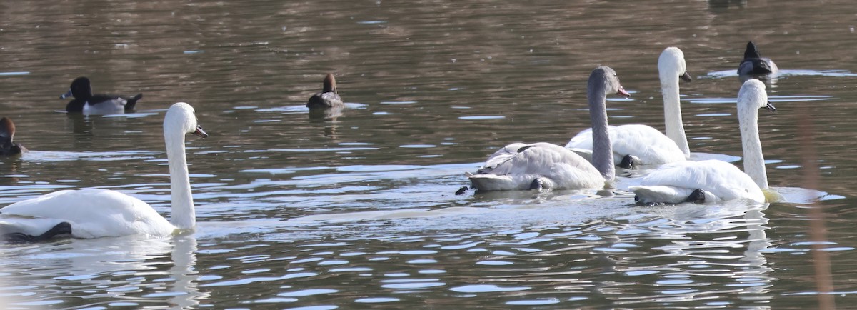 コハクチョウ - ML646304474