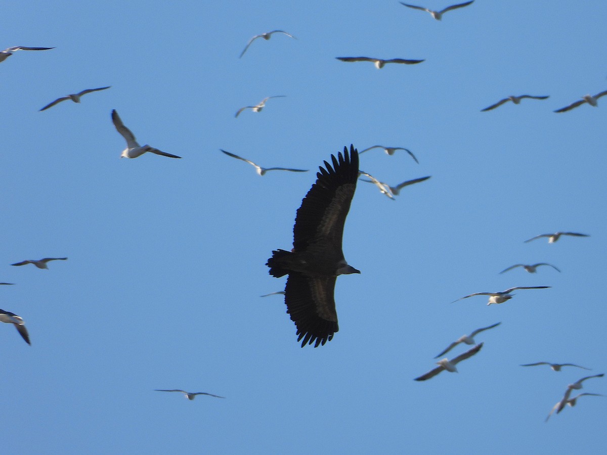 シロエリハゲワシ - ML646304475