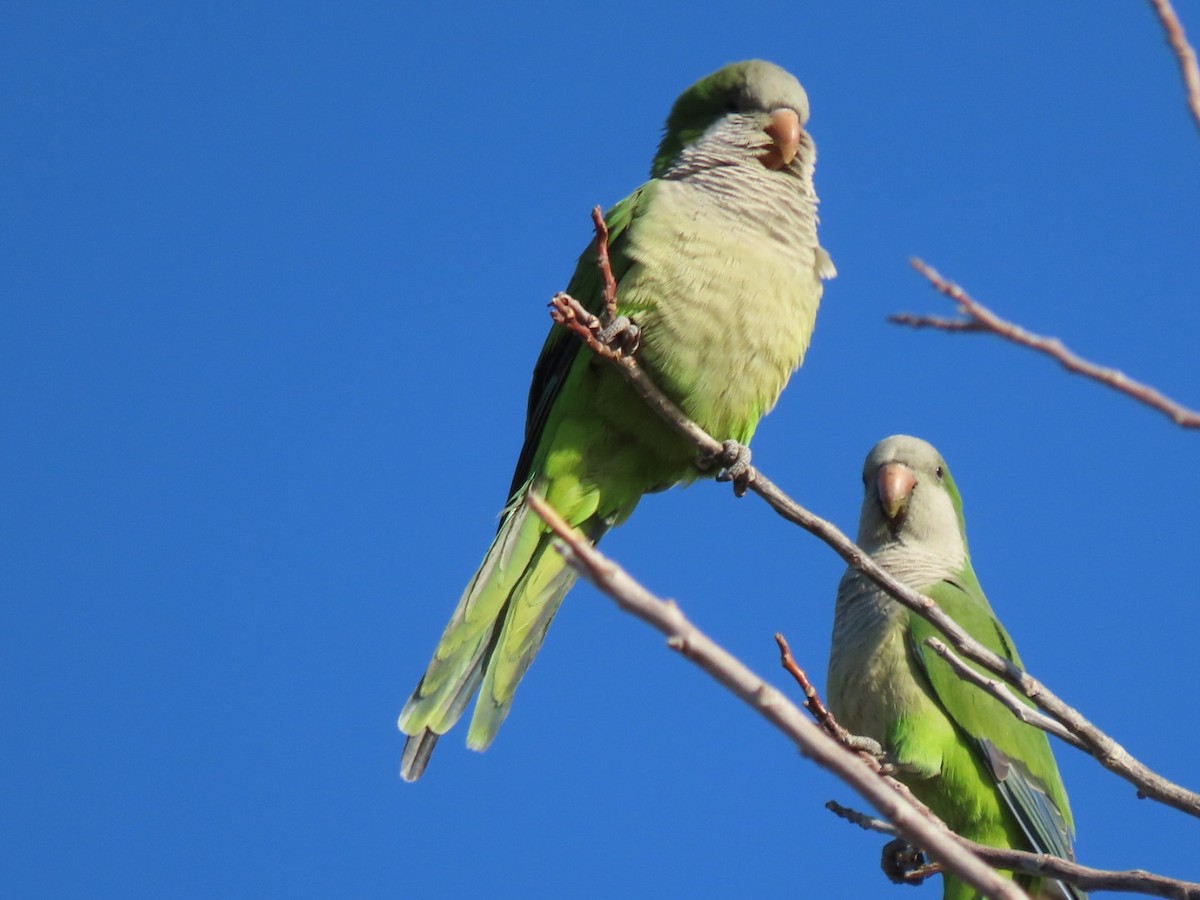 Mönchssittich - ML646304476