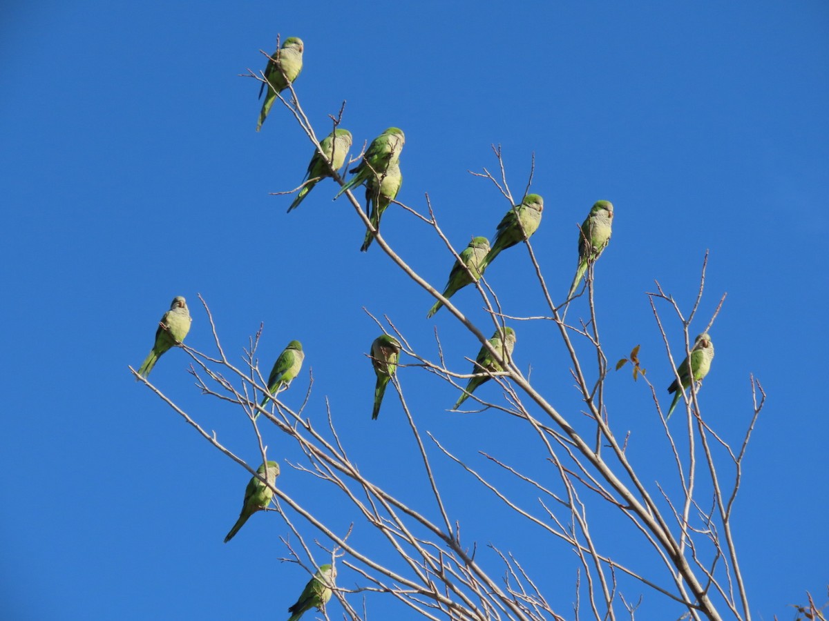 Mönchssittich - ML646304477