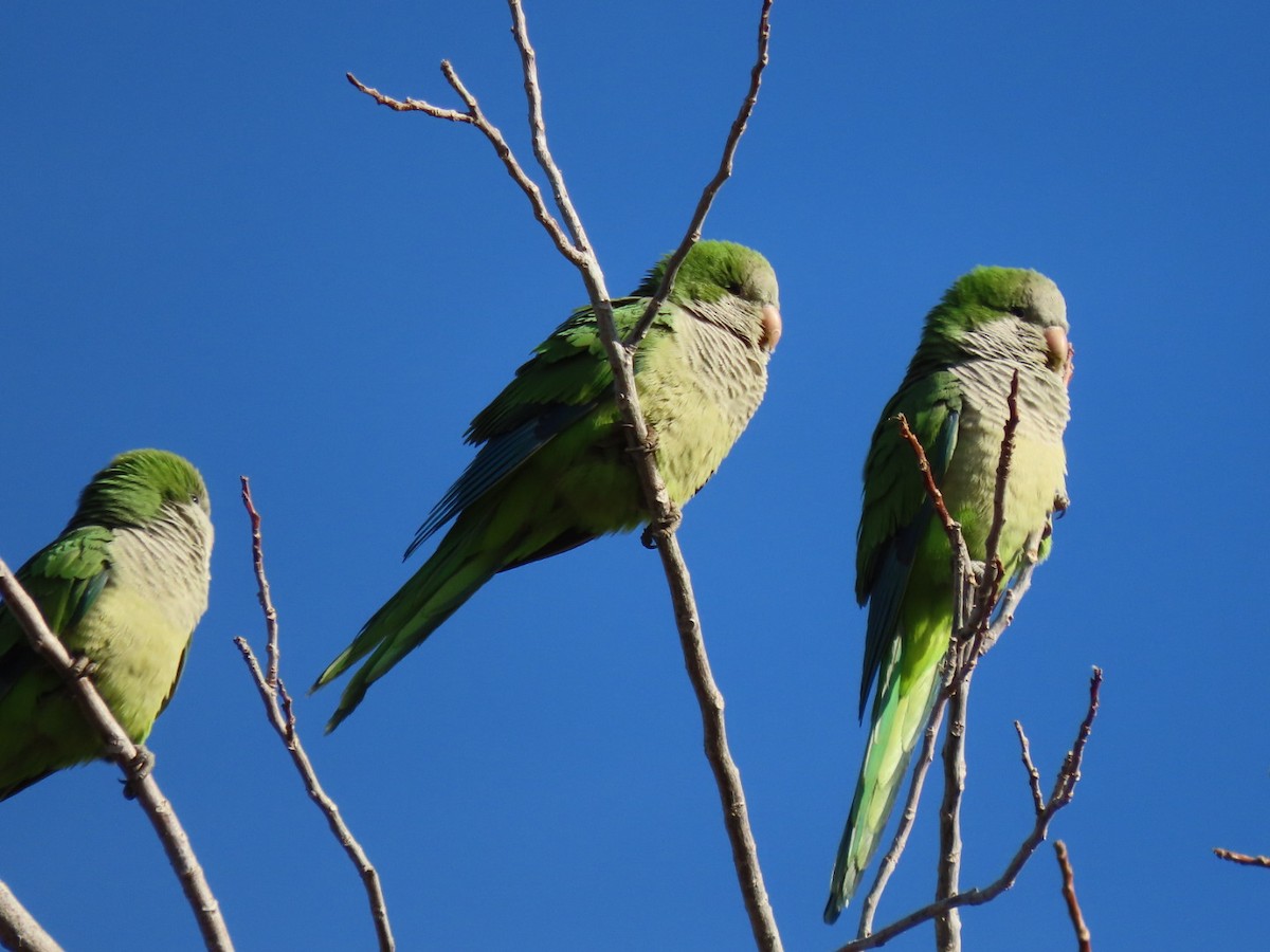 Mönchssittich - ML646304478