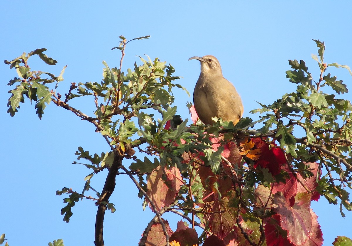 オオムジツグミモドキ - ML646304479