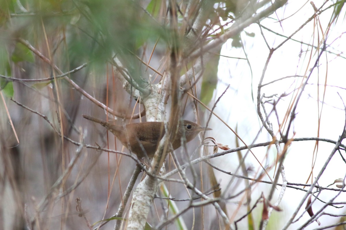 Northern House Wren - ML646304481