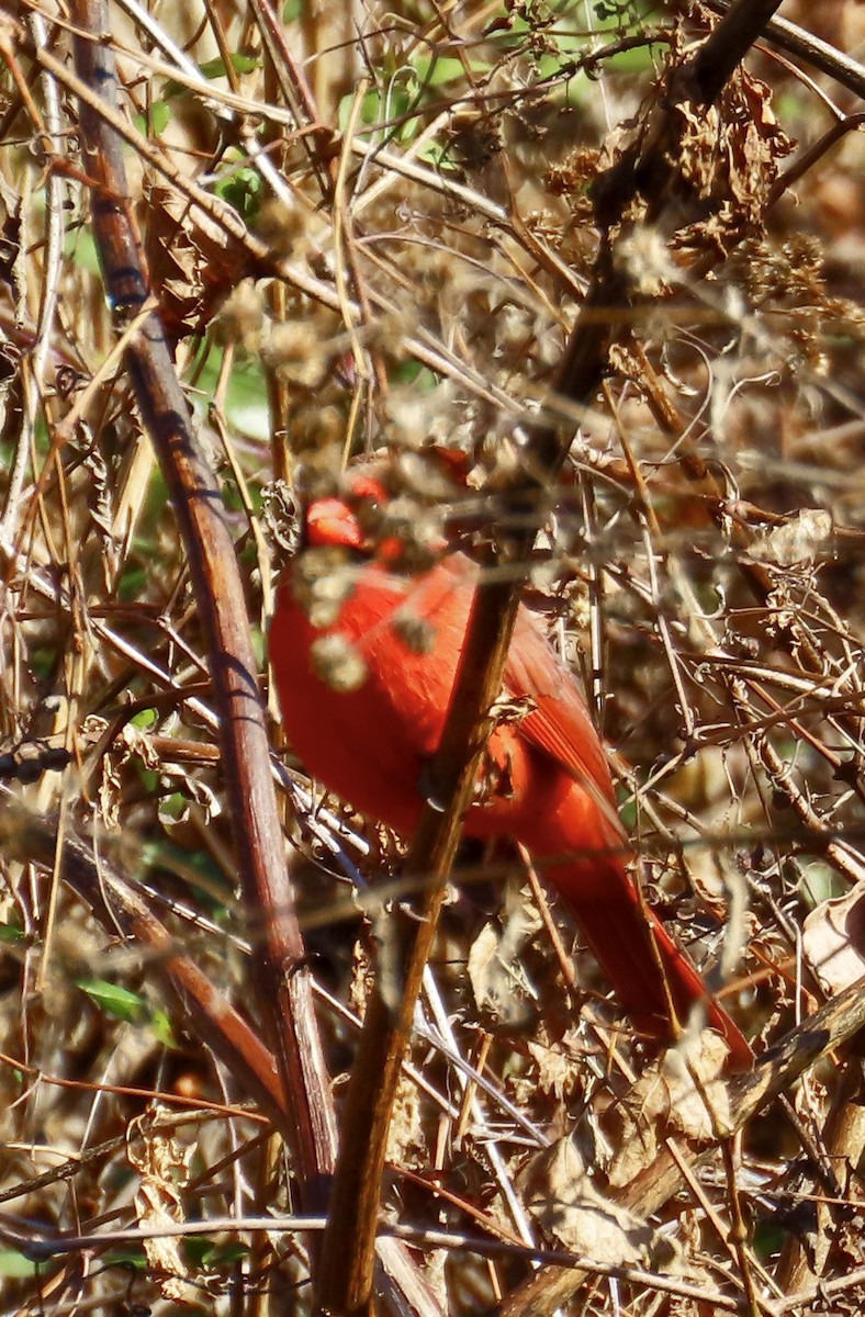 ショウジョウコウカンチョウ - ML646304482
