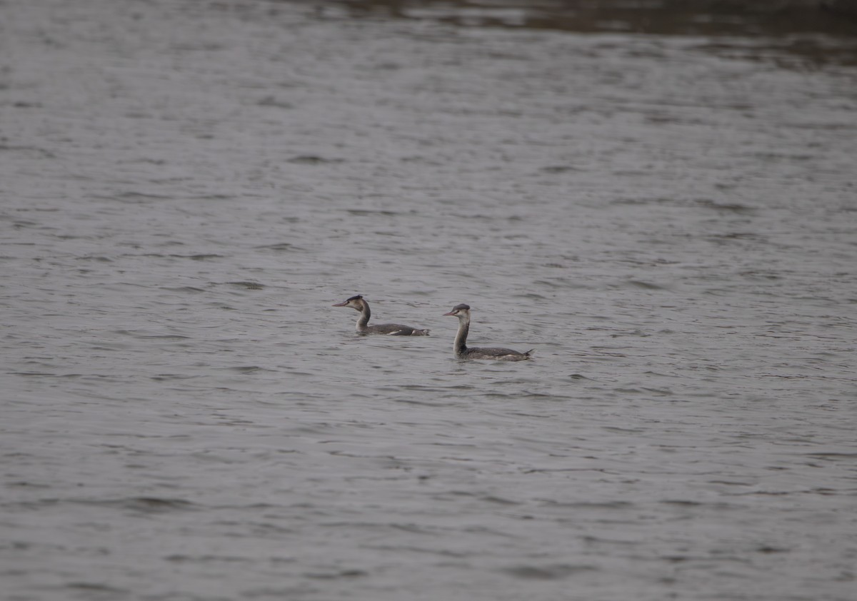 カンムリカイツブリ - ML646304484