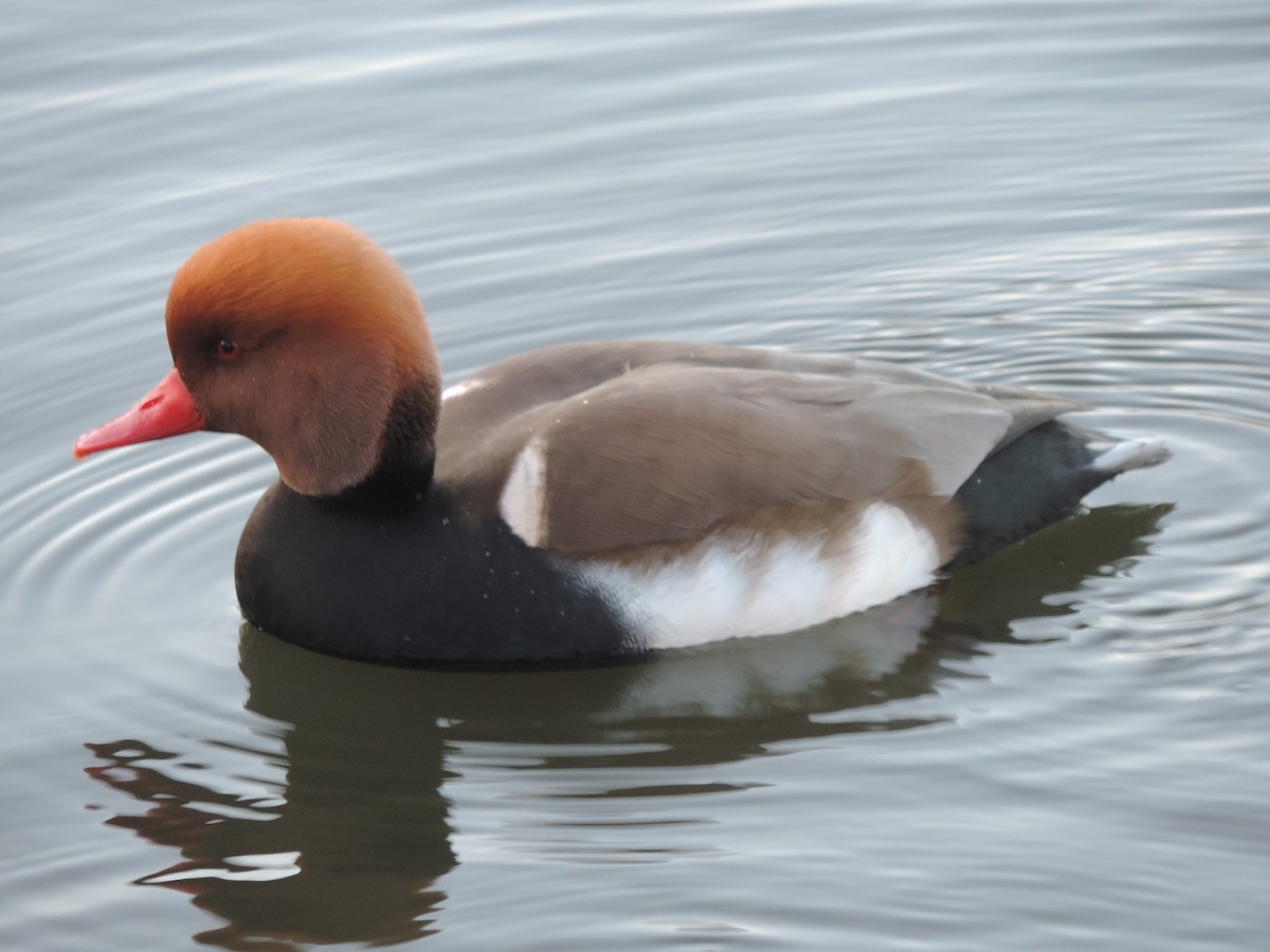 アカハシハジロ - ML646304487