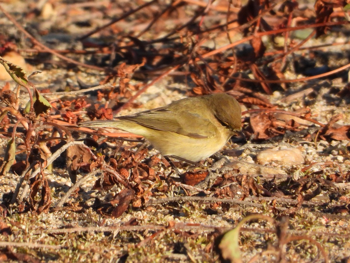 チフチャフ - ML646304488