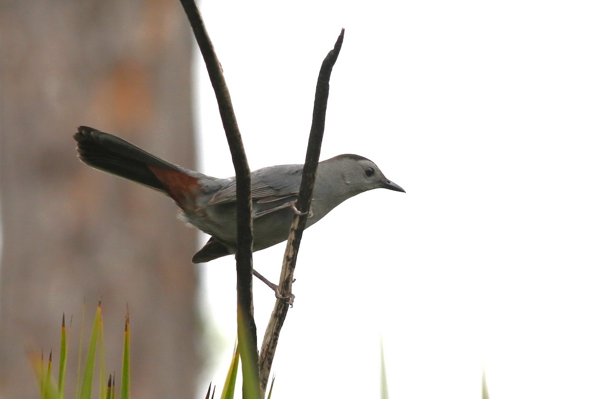 ネコマネドリ - ML646304492