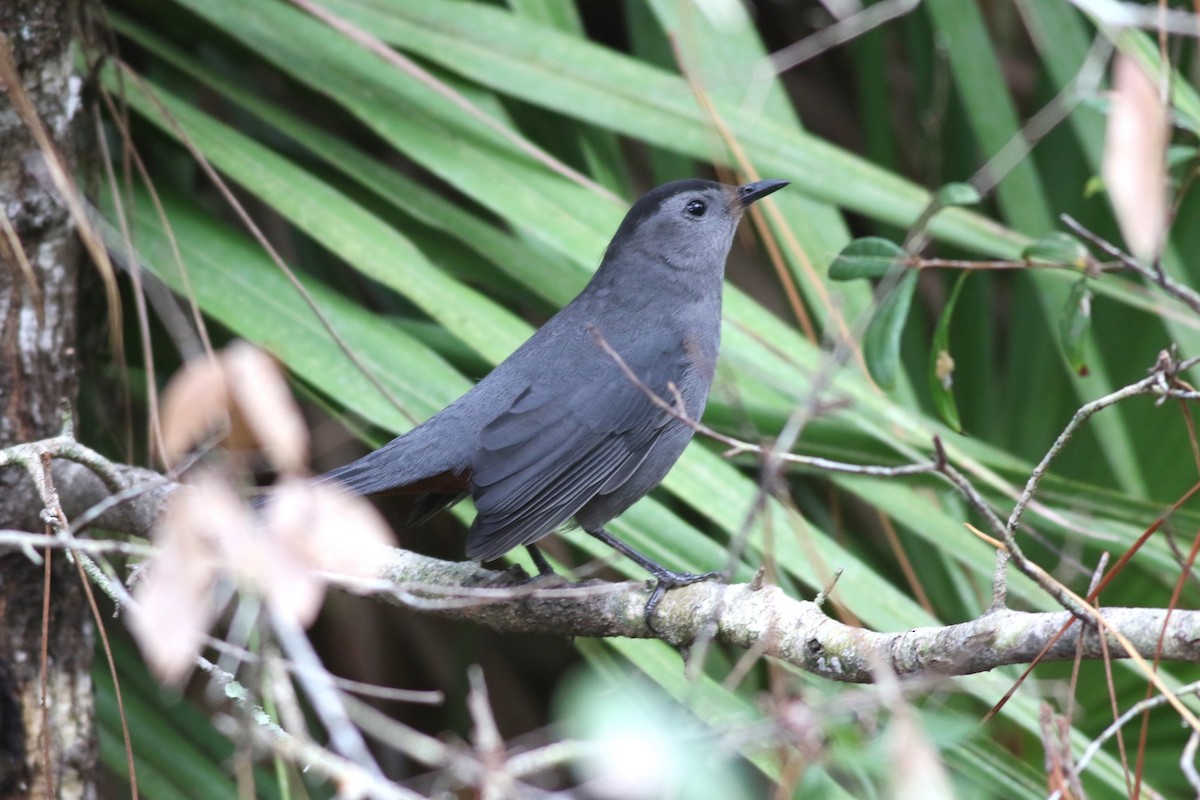 ネコマネドリ - ML646304493