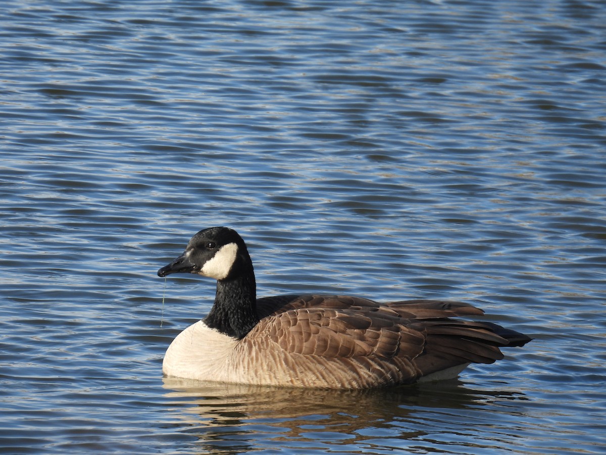 berneška velká - ML646304494
