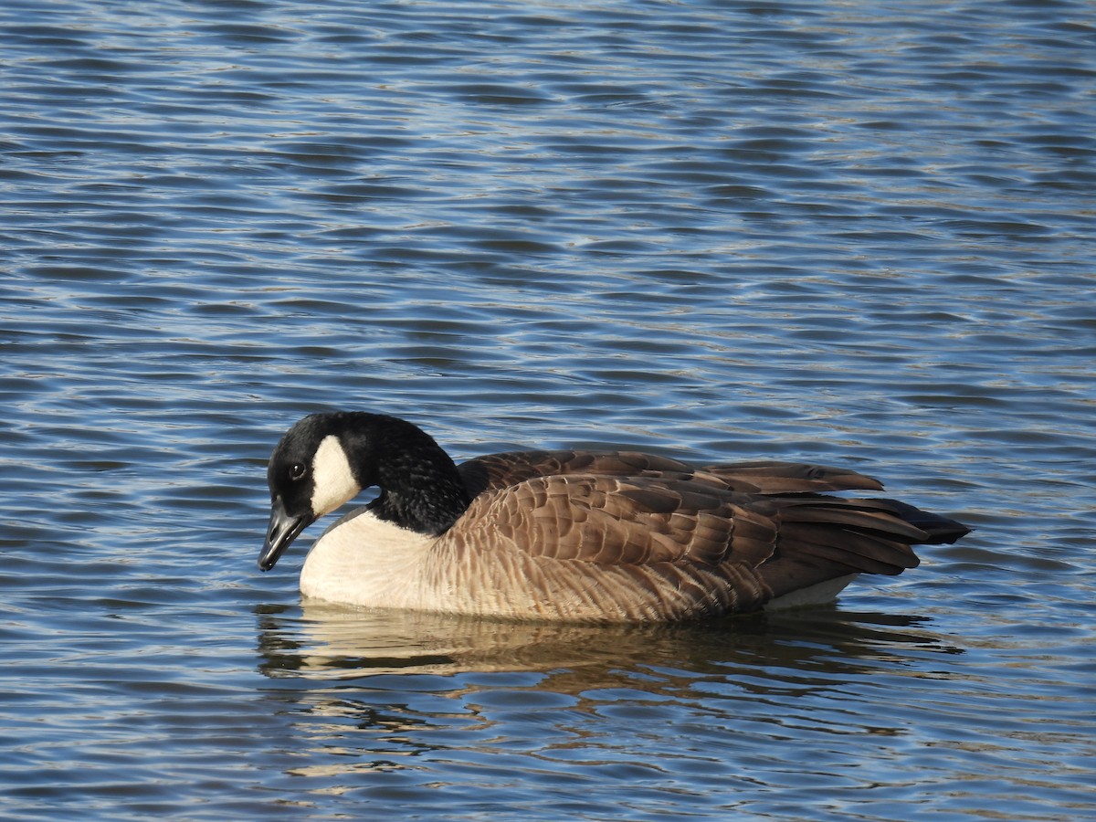 berneška velká - ML646304495