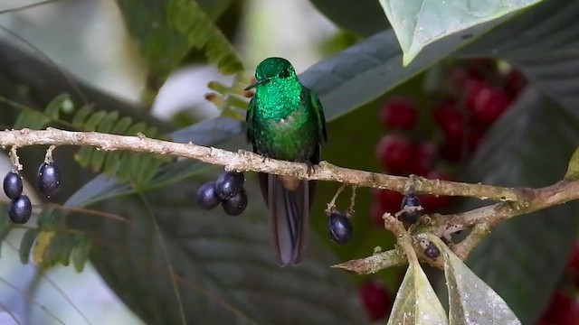 シリアカエンビハチドリ - ML646304496