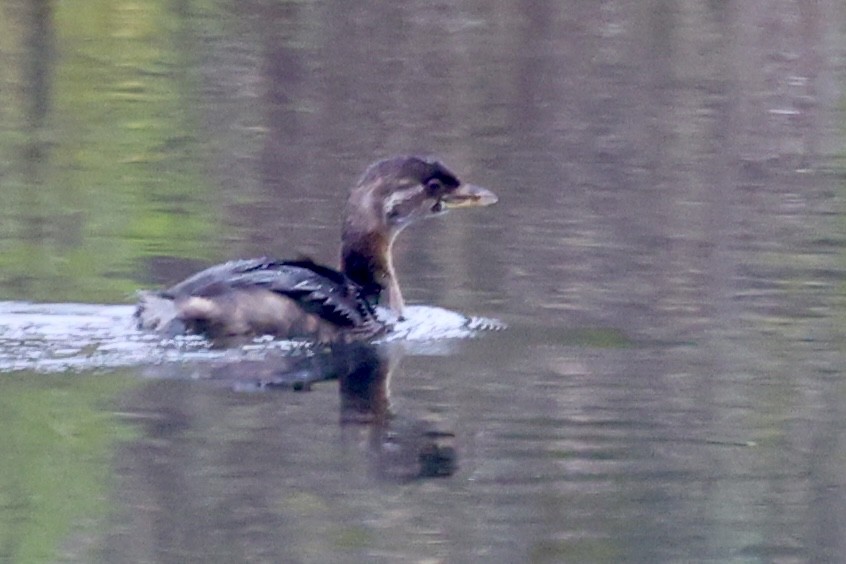 オビハシカイツブリ - ML646304497