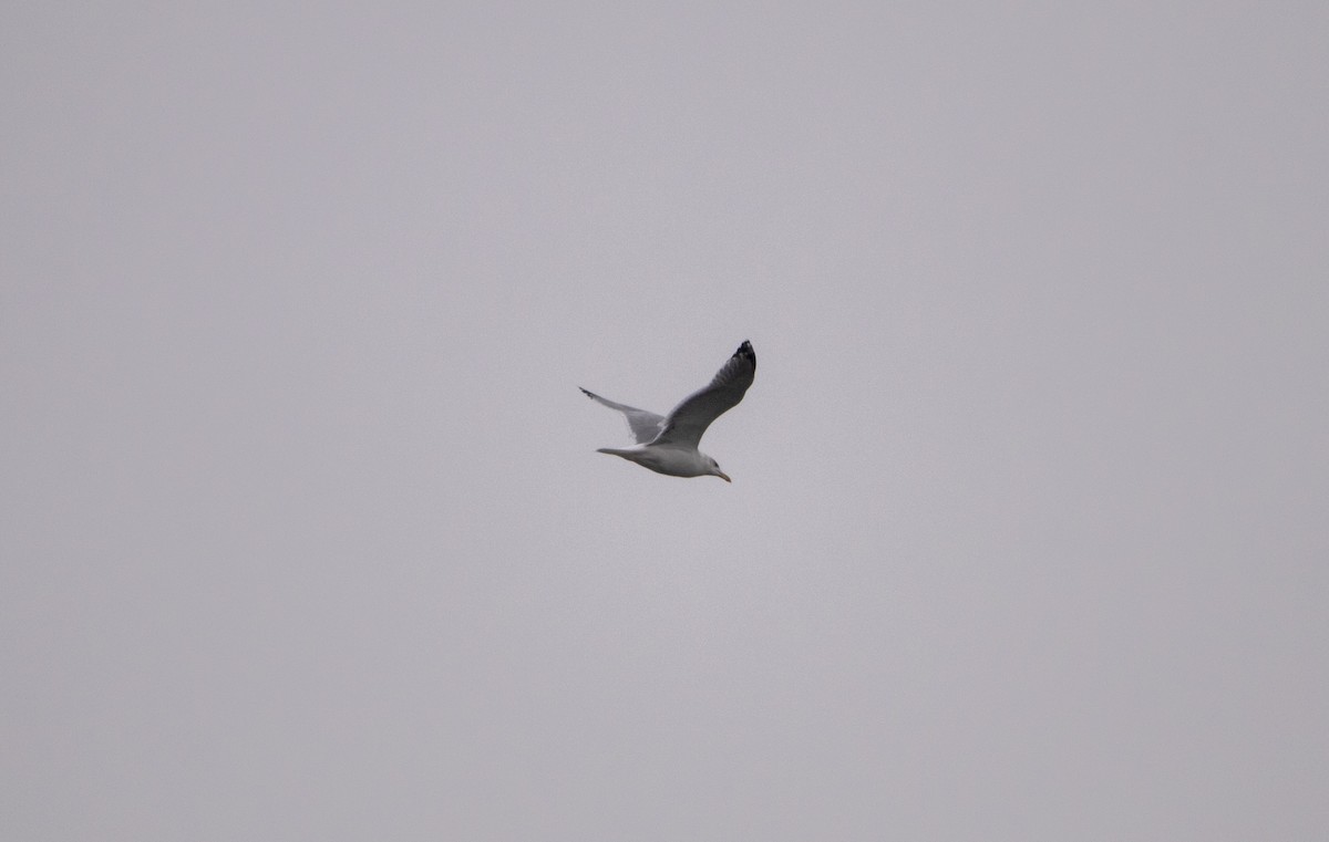 Caspian Gull - ML646304498