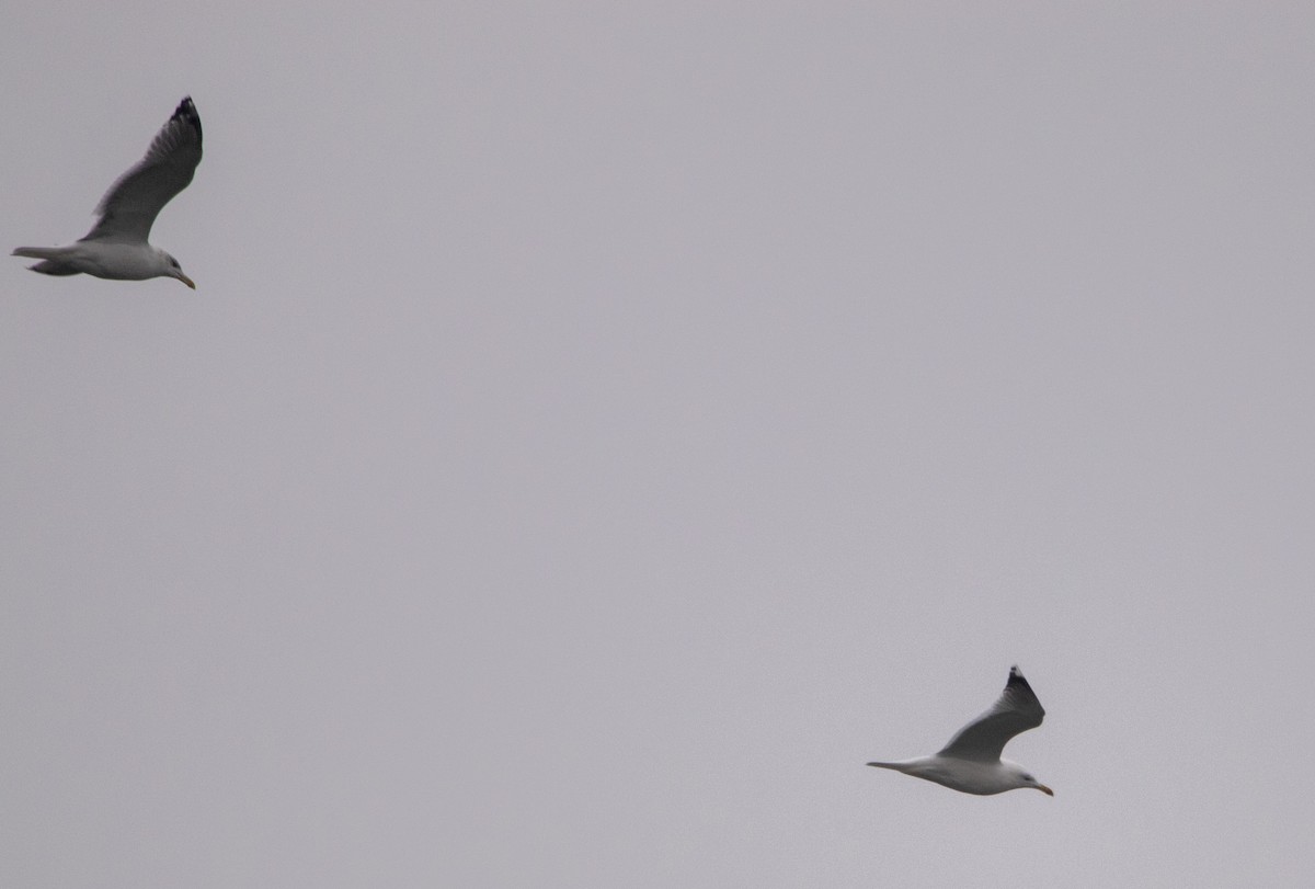 Caspian Gull - ML646304499