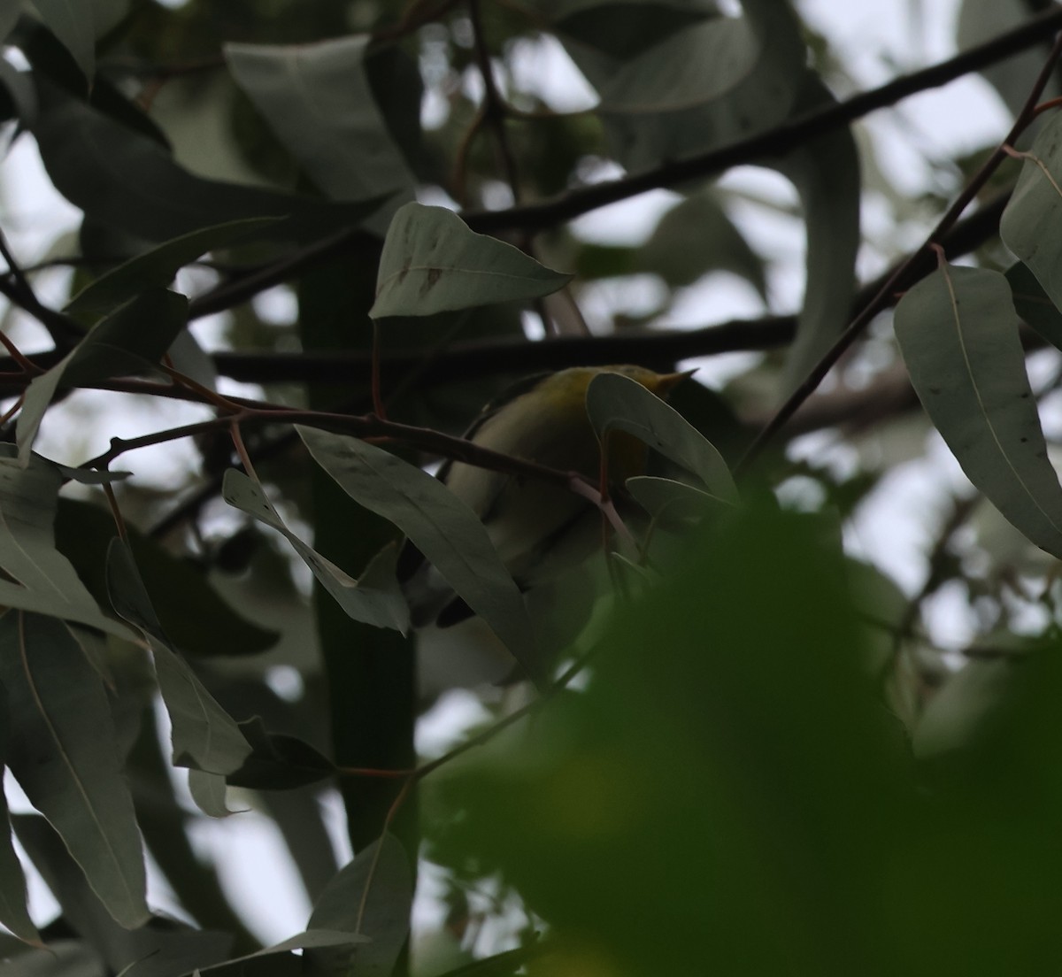 Northern Parula - ML646304501