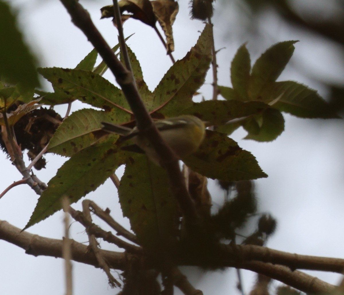 Northern Parula - ML646304502