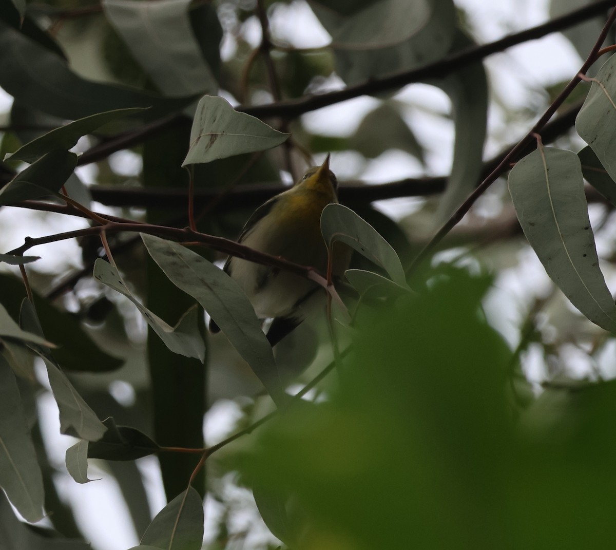 Northern Parula - ML646304503