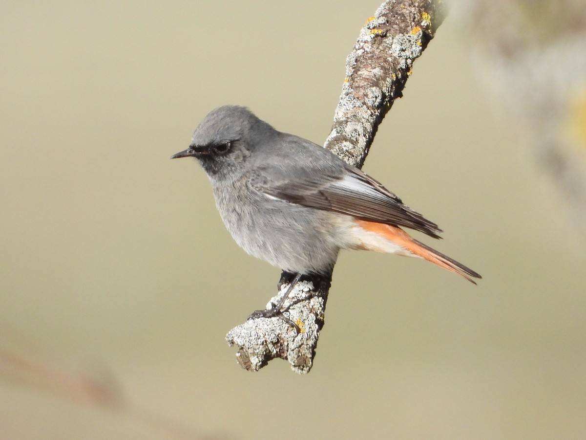 Black Redstart - ML646304505