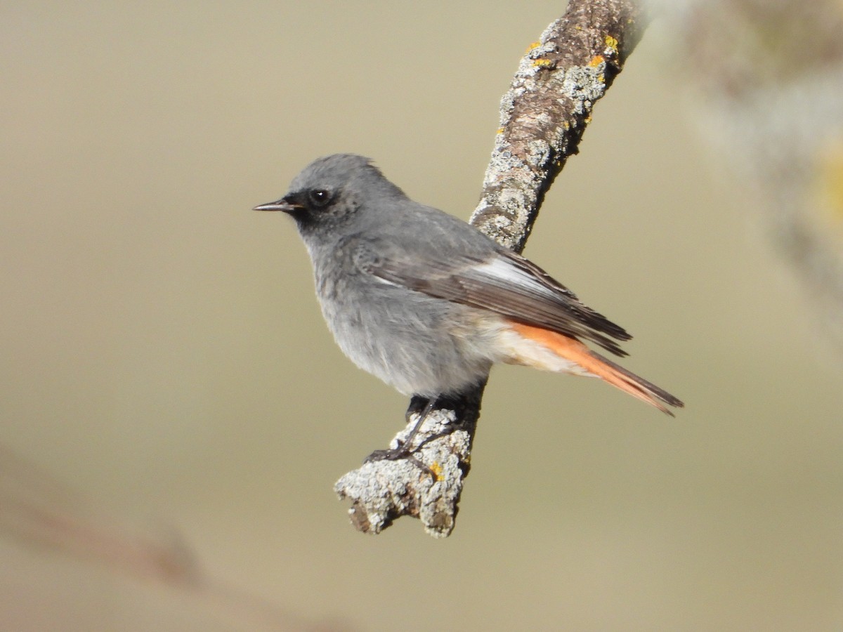 Black Redstart - ML646304506