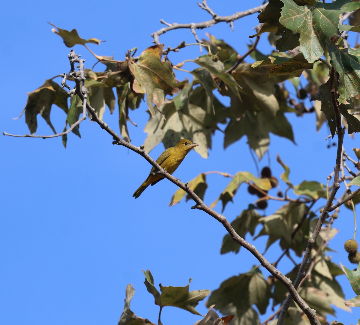 Summer Tanager - ML646304508