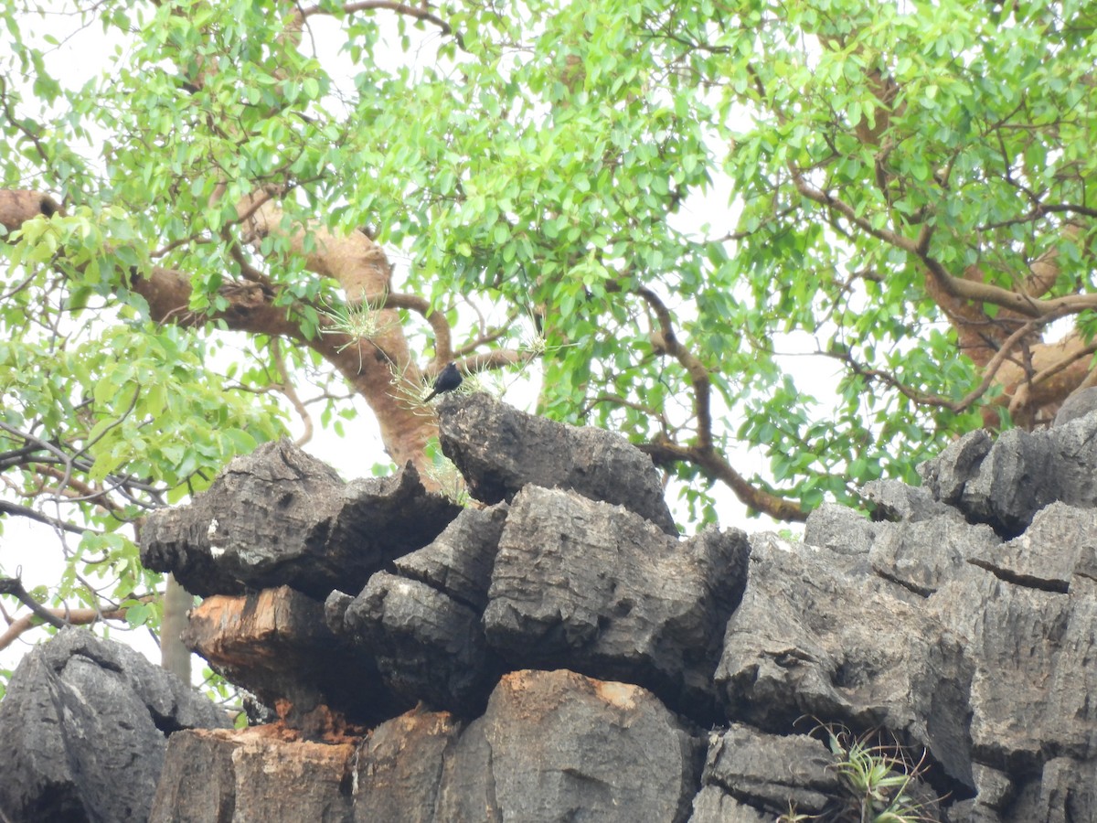 Caatinga Black-Tyrant - ML646304511