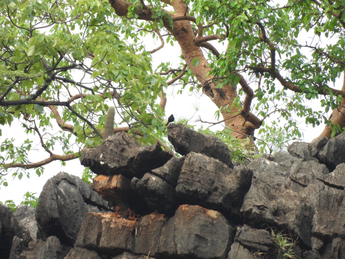 Caatinga Black-Tyrant - ML646304512