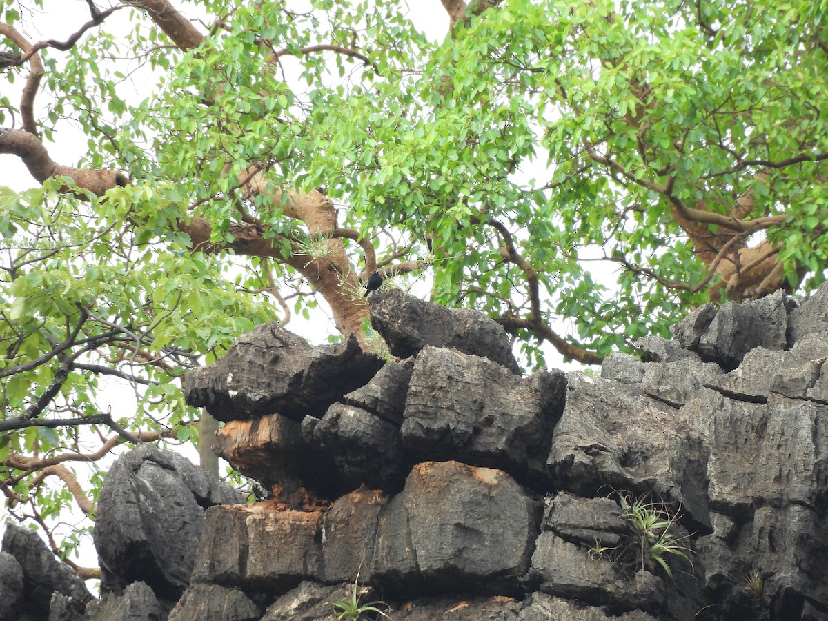 Caatinga Black-Tyrant - ML646304513