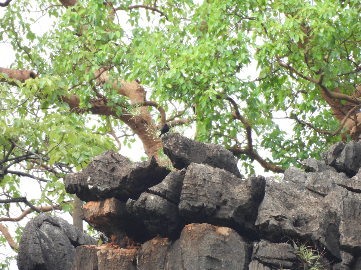 Caatinga Black-Tyrant - ML646304514