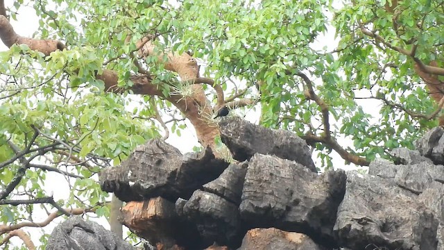 Ада бразильський - ML646304519