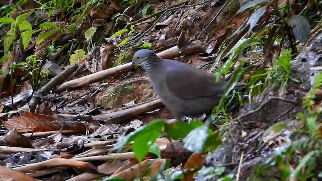 Голубок білогорлий - ML646304524