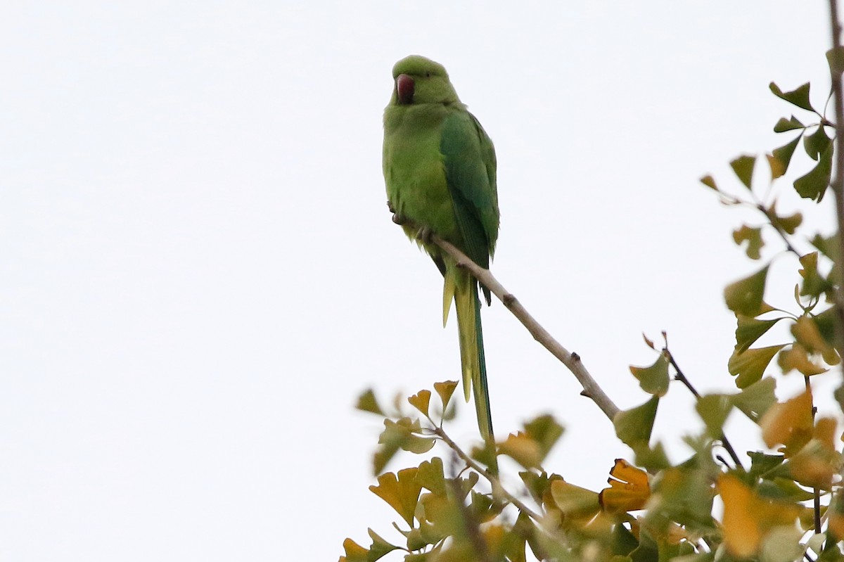 halsbåndparakitt - ML646304525