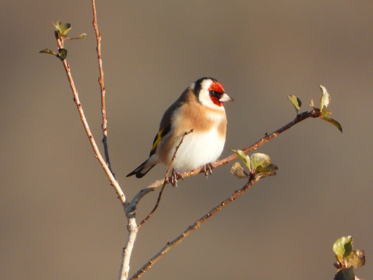 European Goldfinch - ML646304528