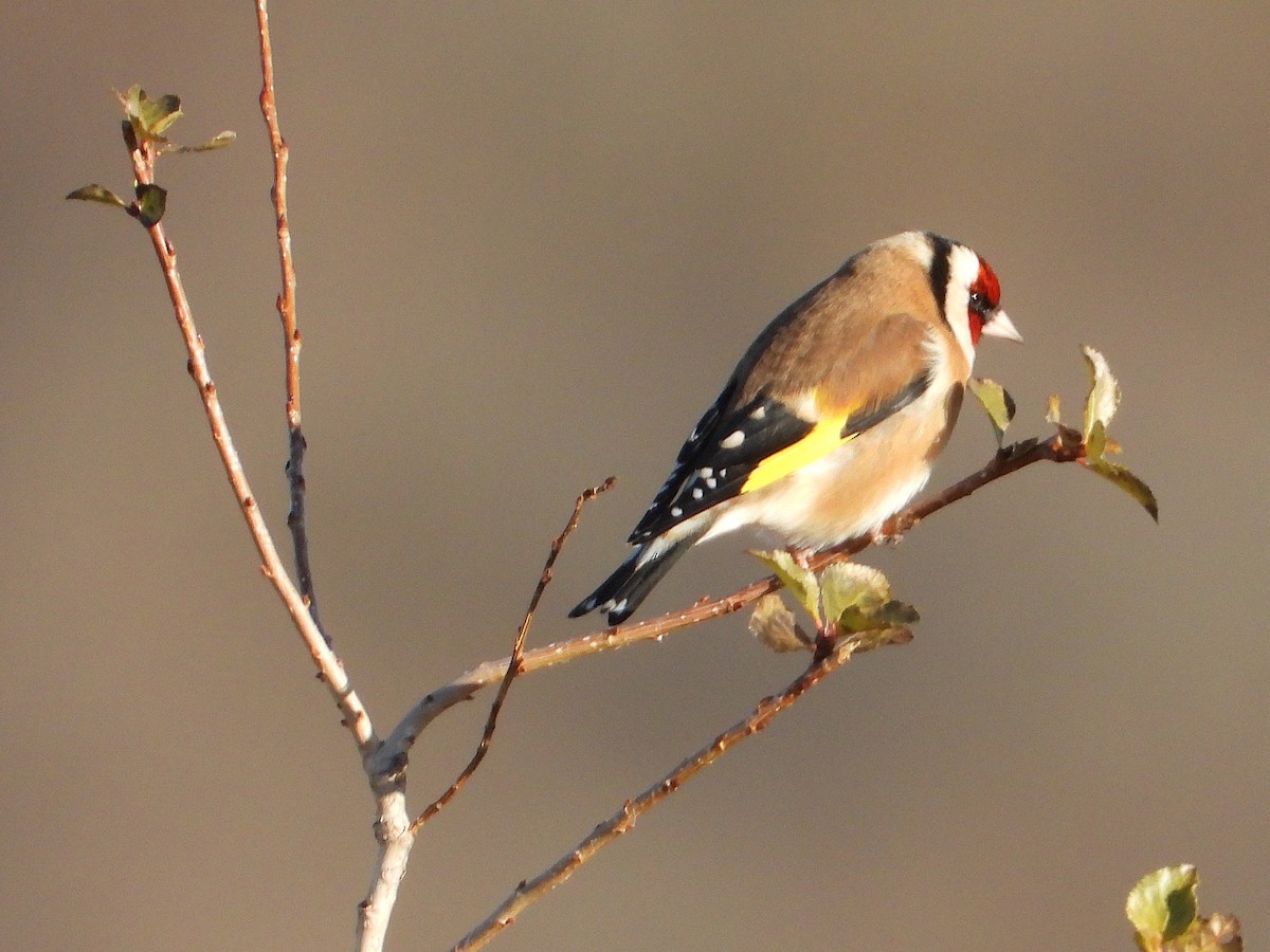 European Goldfinch - ML646304529