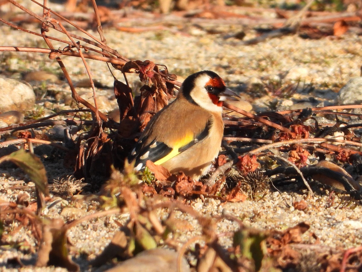 European Goldfinch - ML646304530
