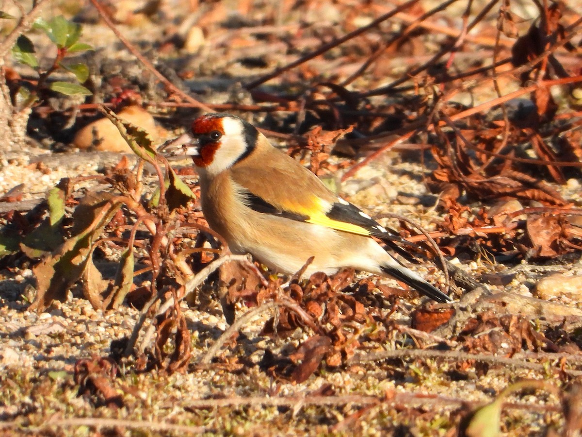 European Goldfinch - ML646304531