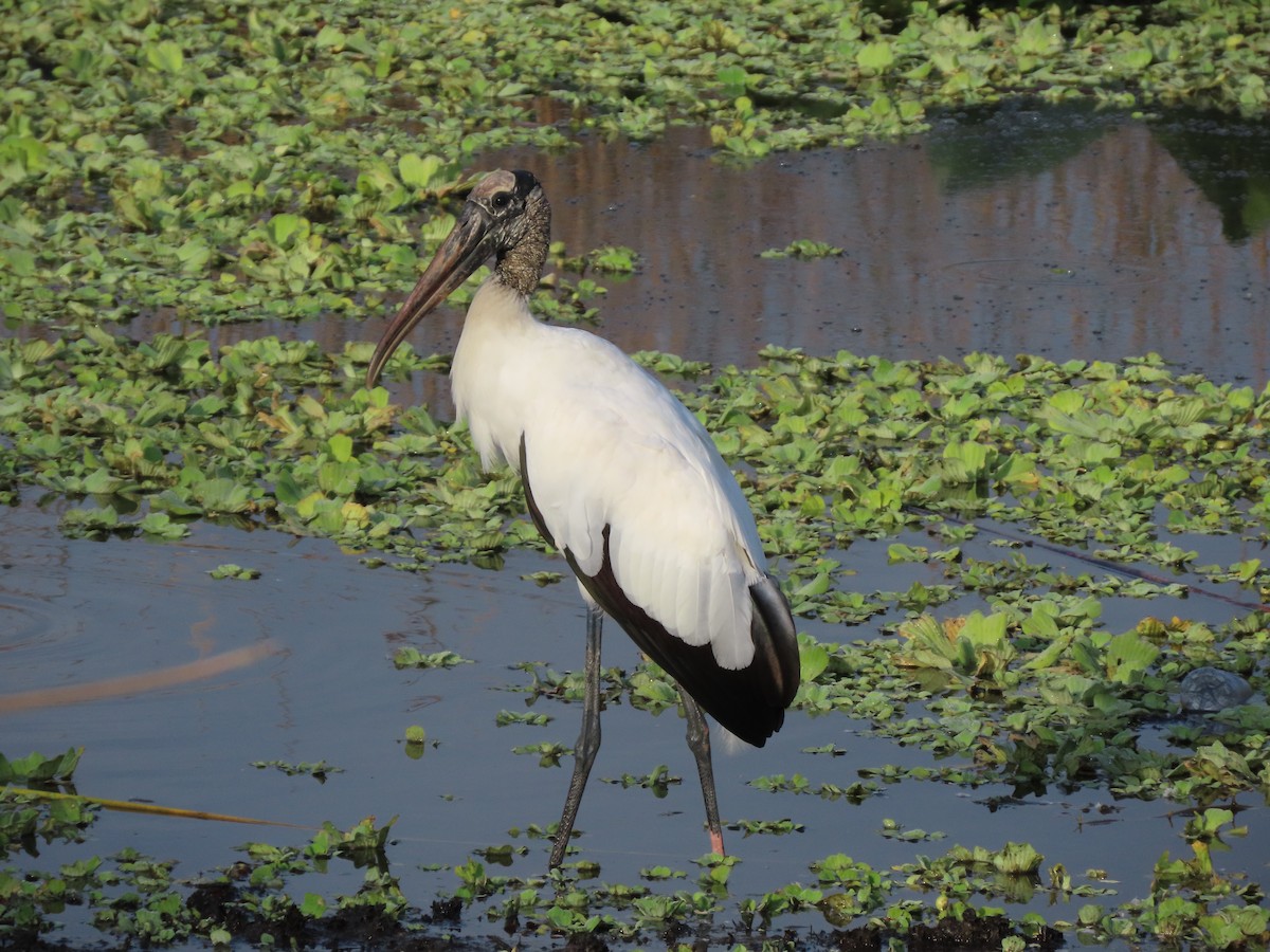 nesyt americký - ML646304532