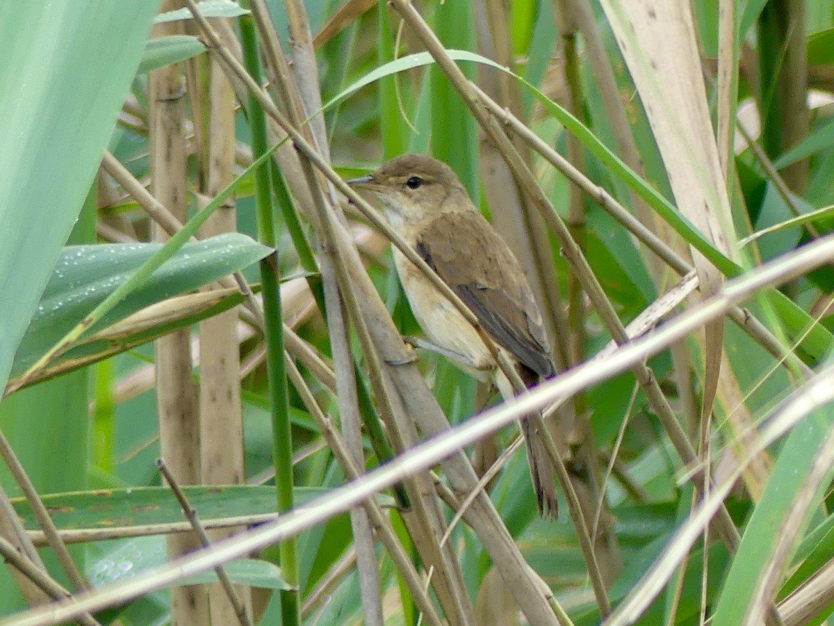 Common Reed Warbler (African) - ML646304535