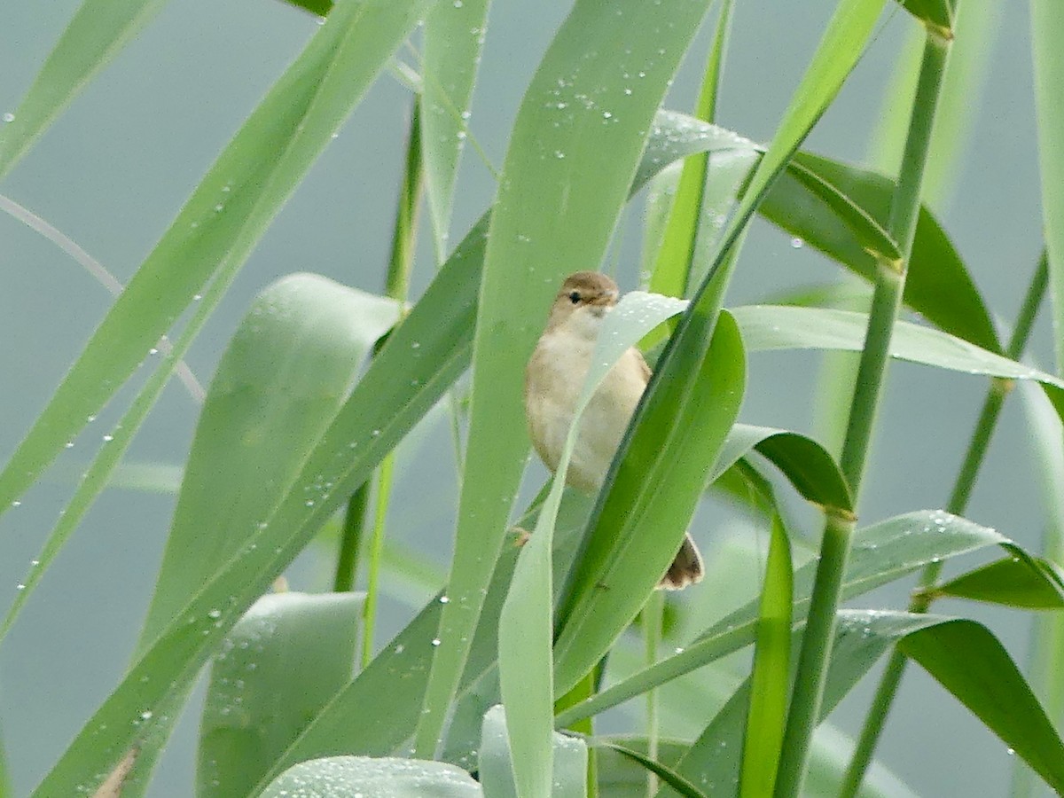 Common Reed Warbler (African) - ML646304536