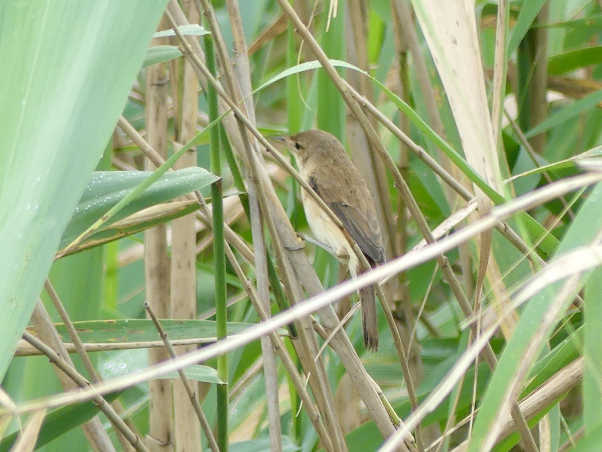 Common Reed Warbler (African) - ML646304537