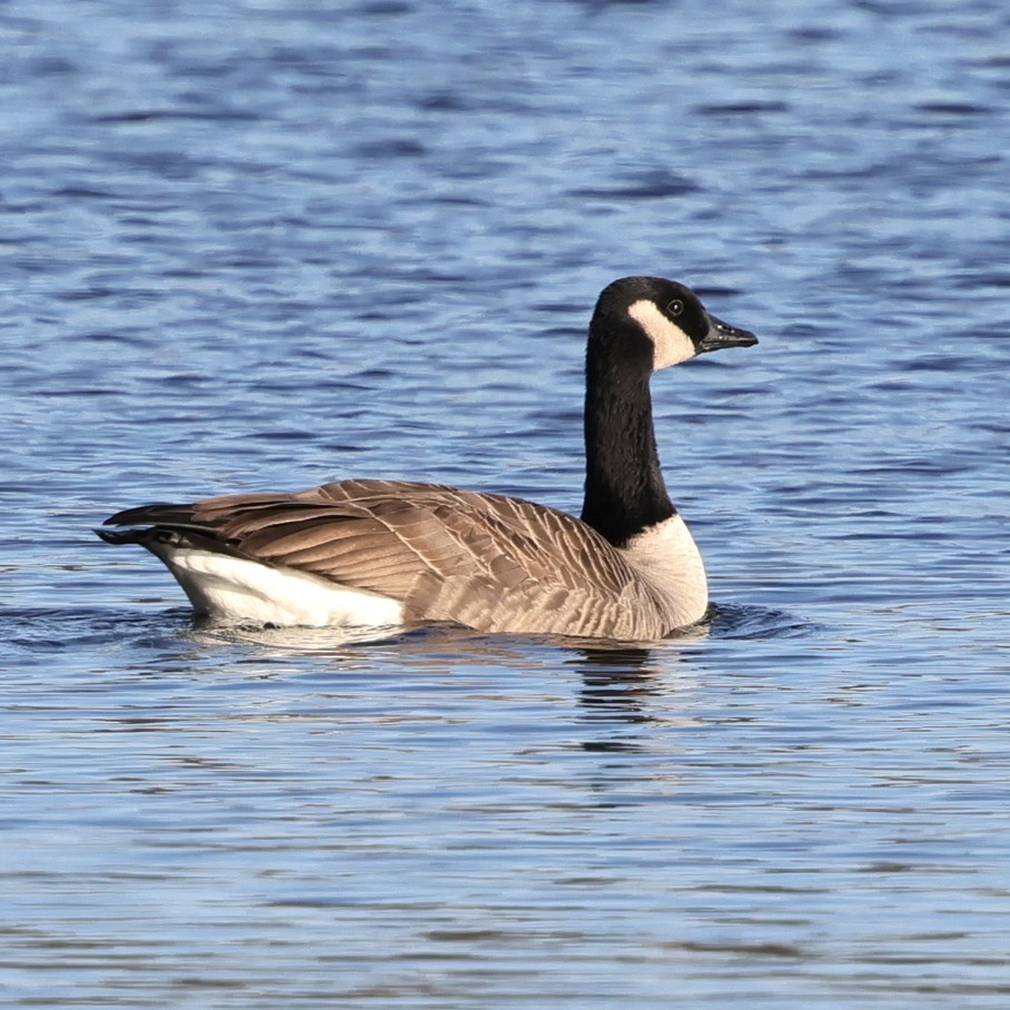 Bernache du Canada - ML646304538