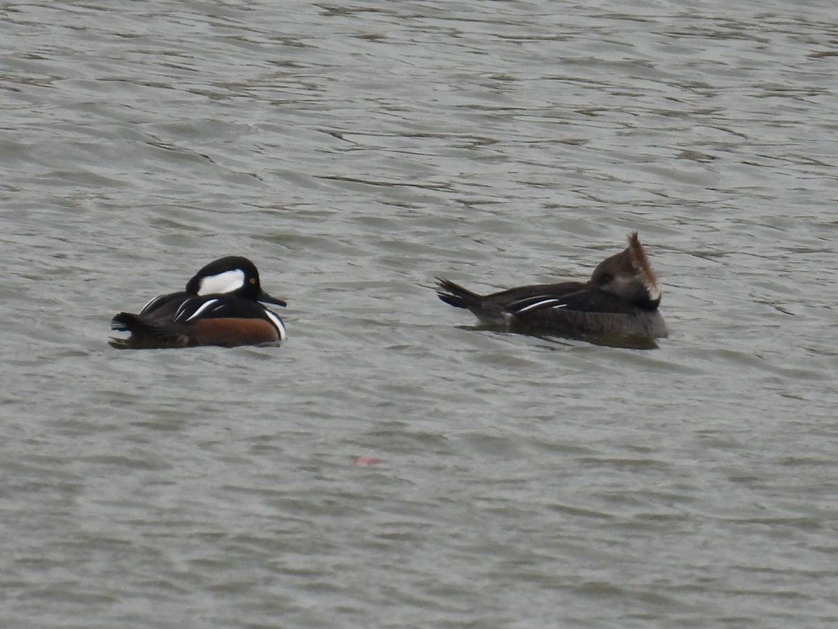 Hooded Merganser - ML646304539