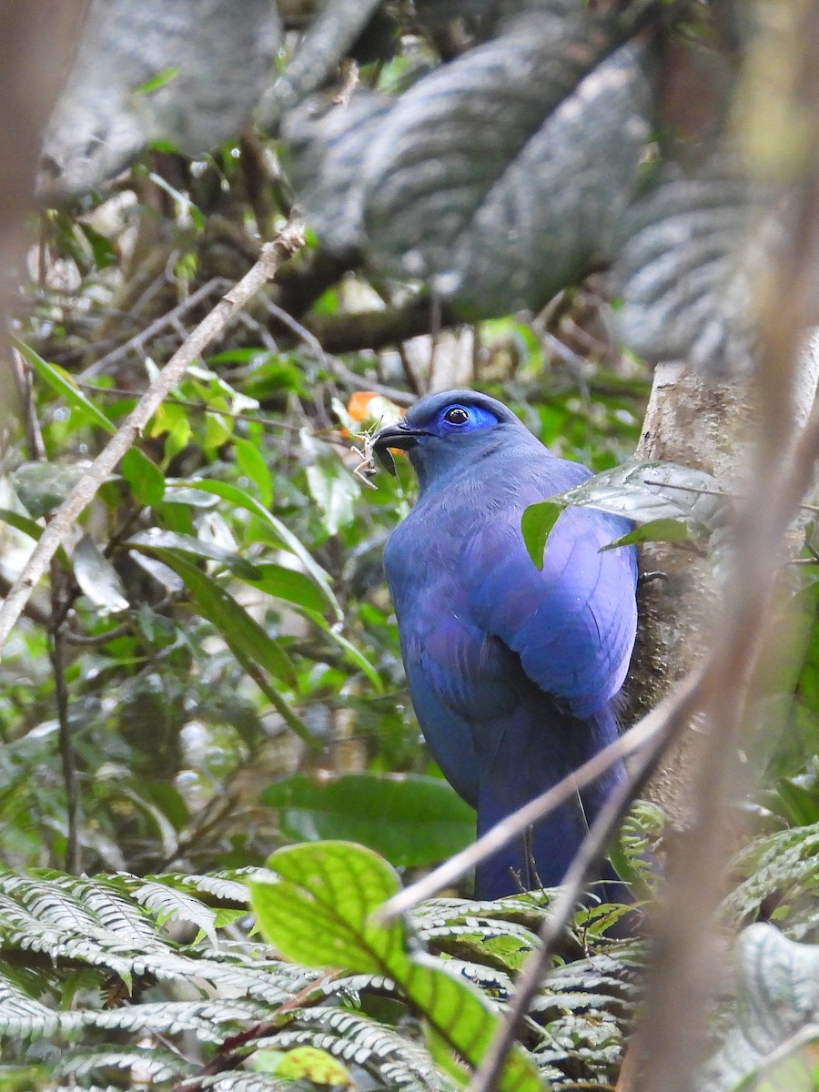 アオジカッコウ - ML646304540