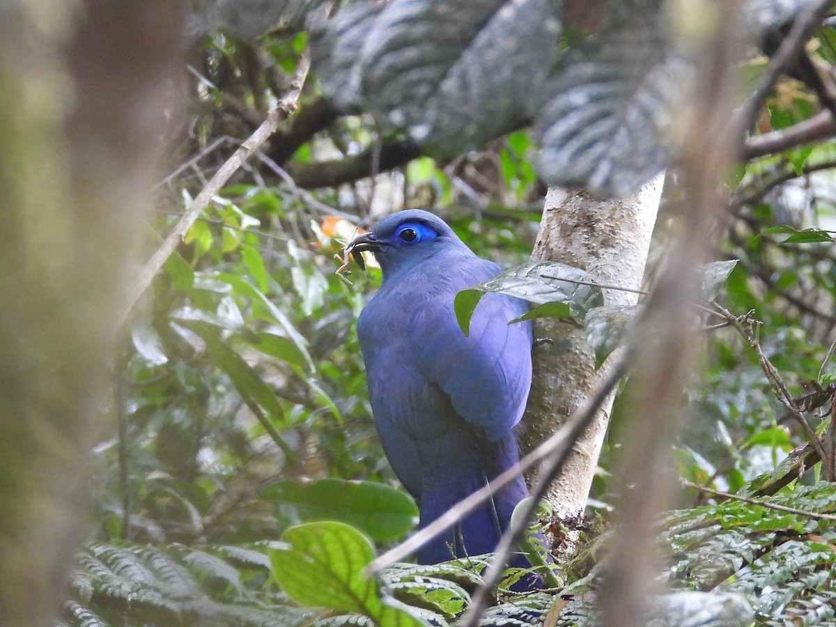 アオジカッコウ - ML646304541