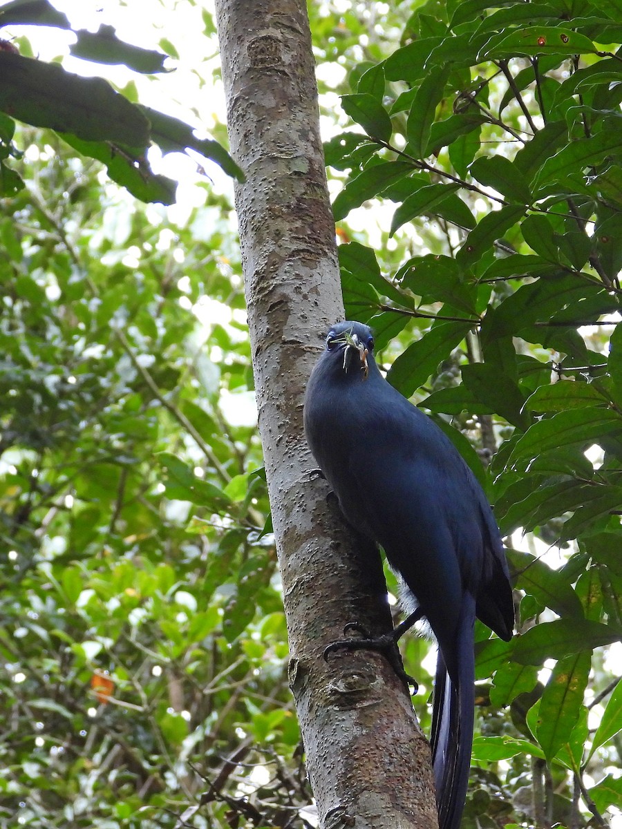 アオジカッコウ - ML646304542