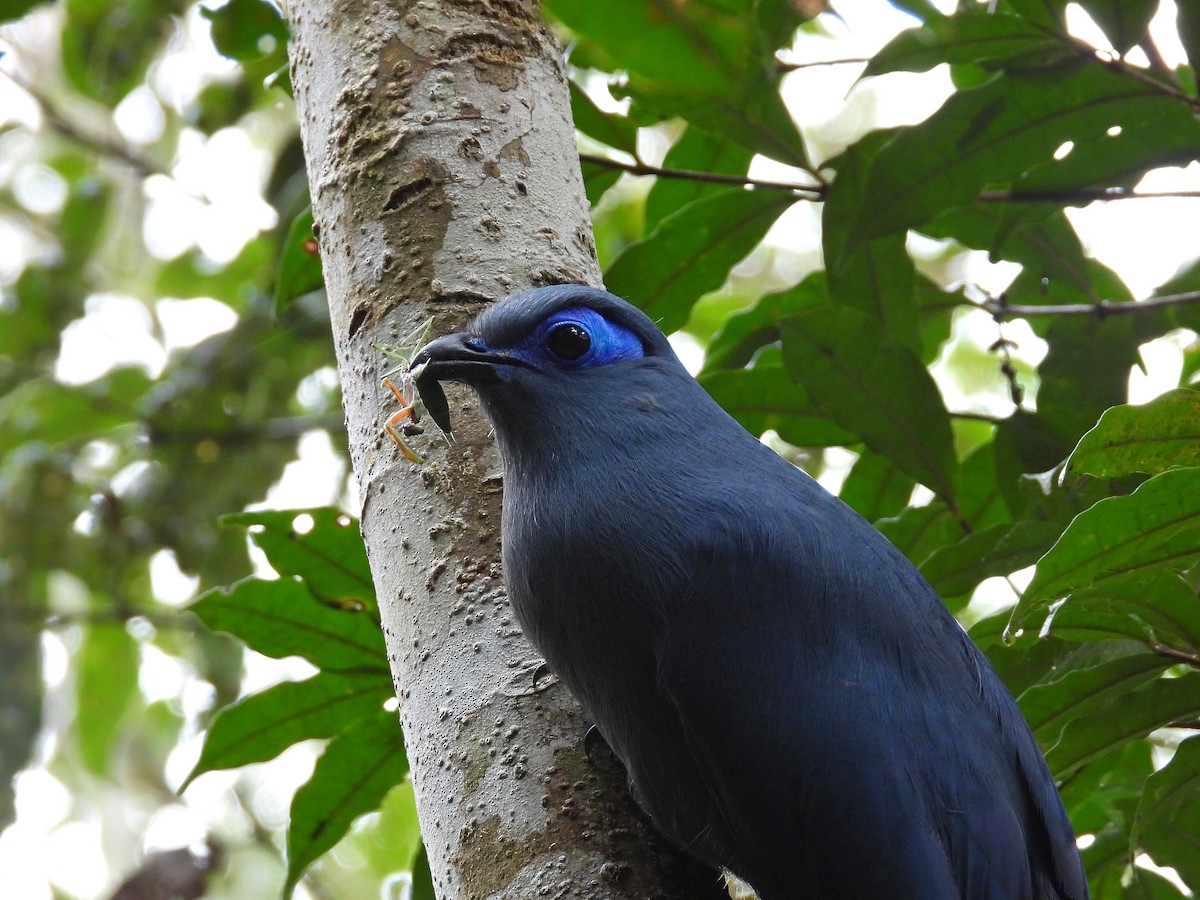 アオジカッコウ - ML646304543