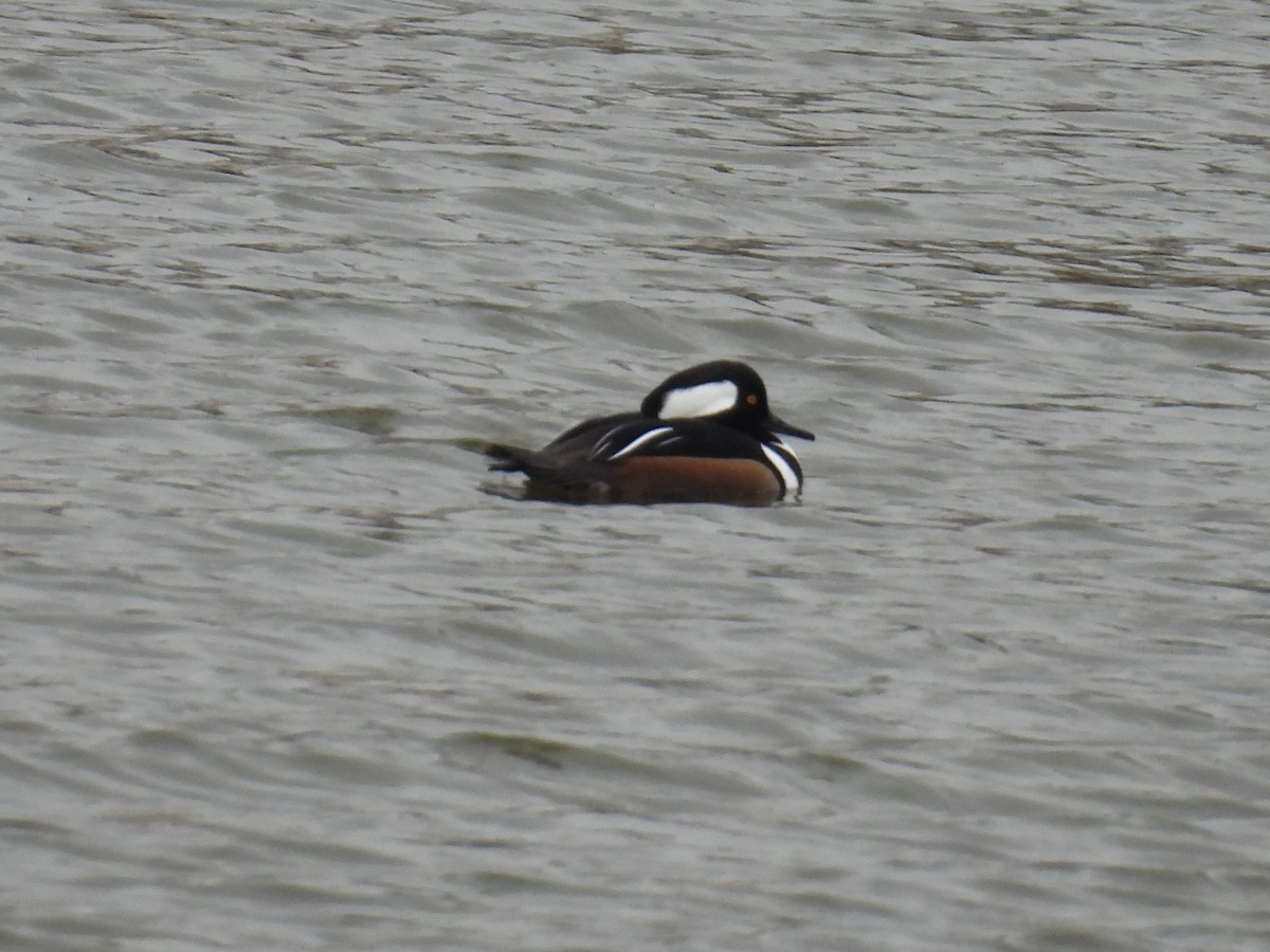 Hooded Merganser - ML646304548