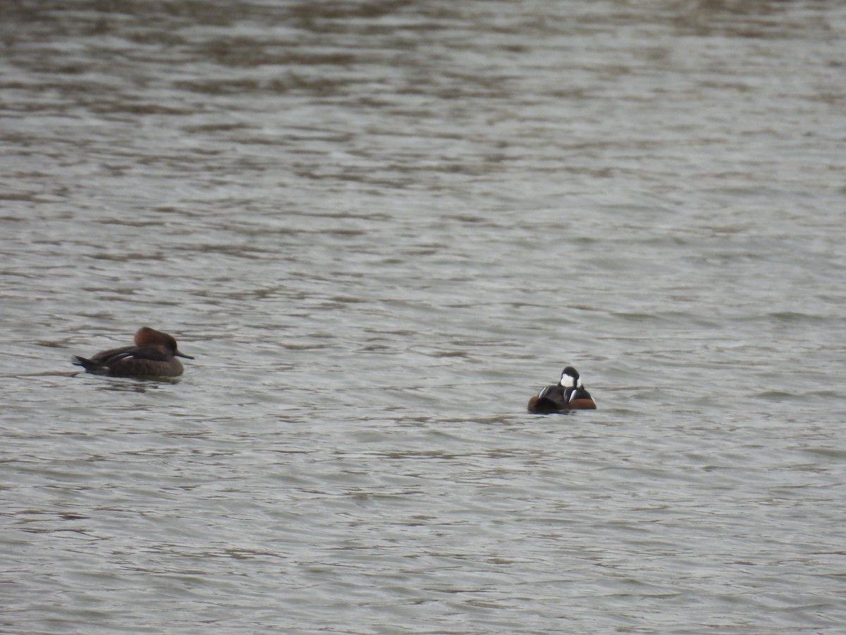 Hooded Merganser - ML646304549