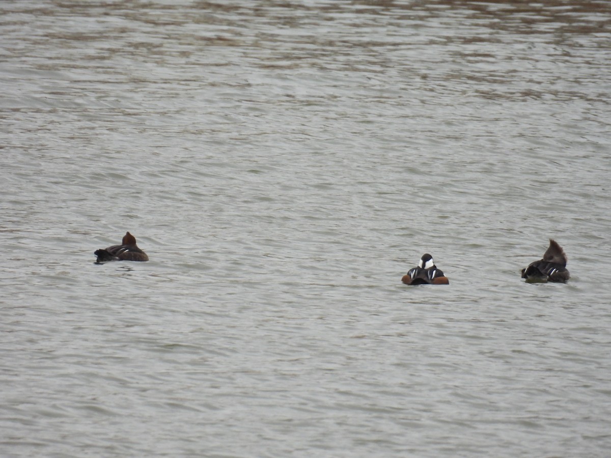 Hooded Merganser - ML646304550